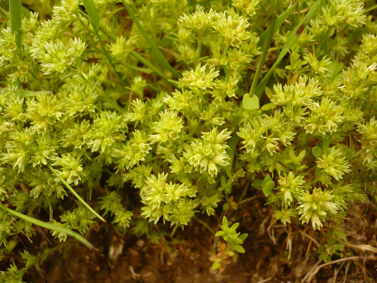 Scleranthus annuus subsp. polycarpos (Caryophyllaceae)